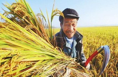 全年粮食丰收在望 农业农村经济稳中有进