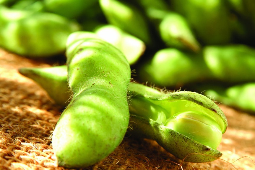 “大豆之乡”黑龙江省大豆种植面积八年减半