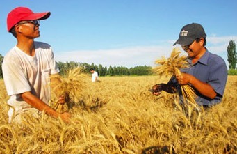 国家提高2014年小麦最低收购价 每斤提高6分钱