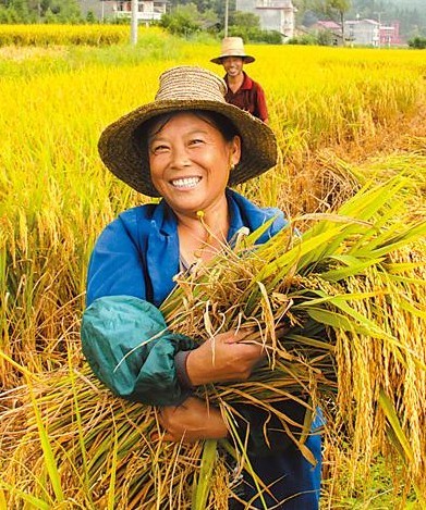 全国秋粮自南向北全面开镰 粮食“十连丰”在望