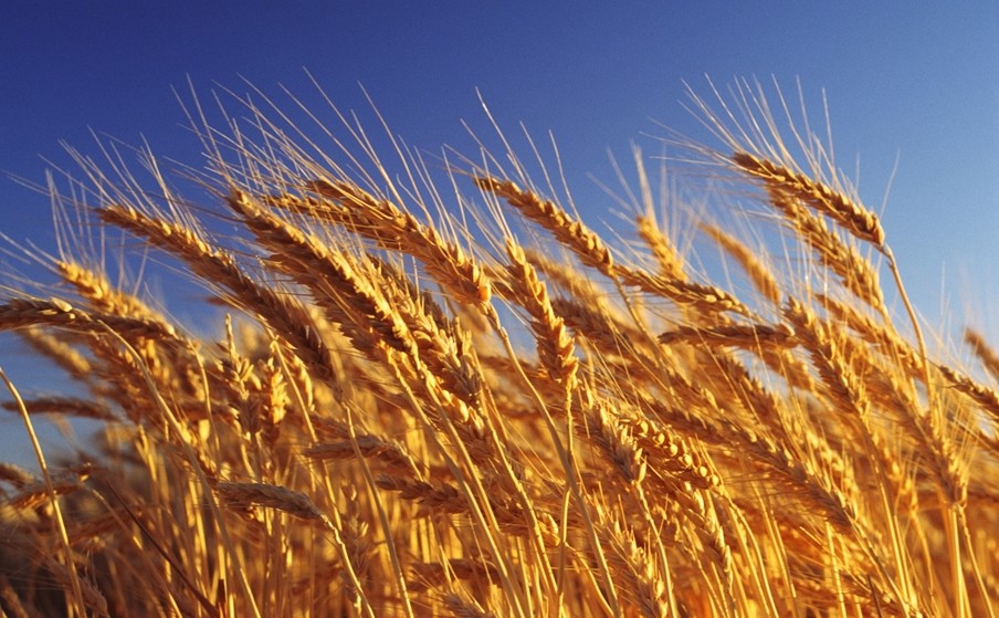 韩长赋：确保水稻小麦两大口粮保持100%自给