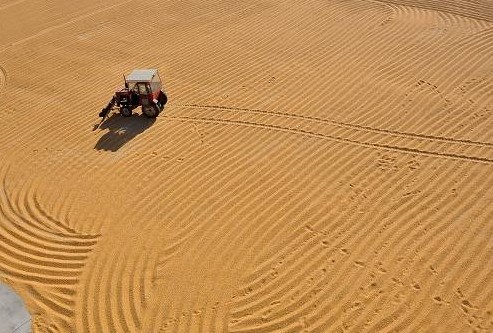 中国每年新增粮食需求逾100亿斤 坚守耕地红线