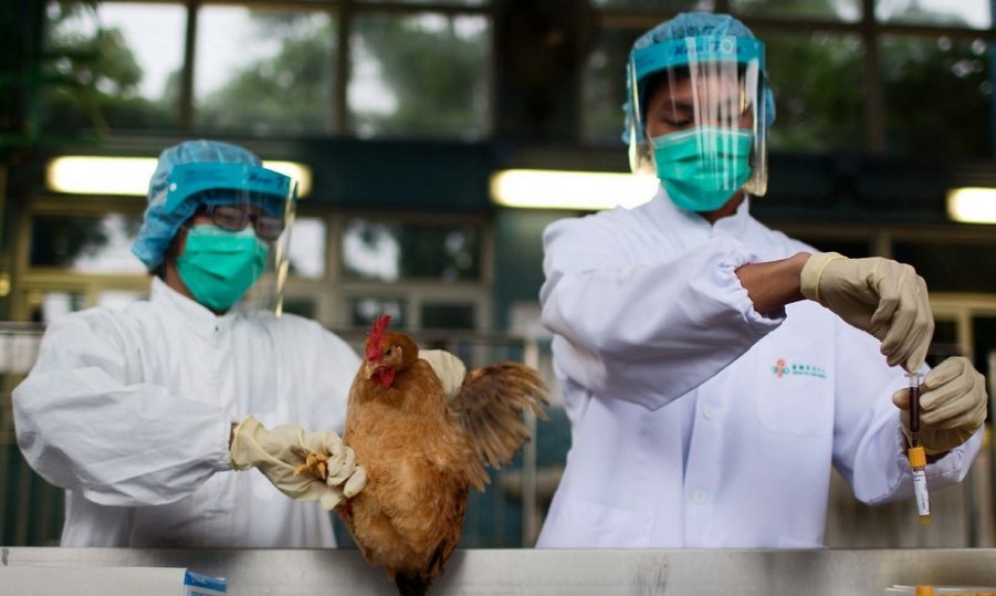 农业部：目前发生较大规模禽流感疫情机率很低