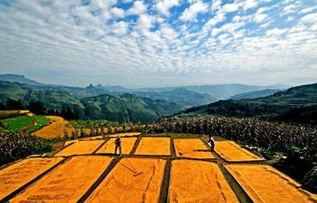 中国推粮食安全新战略 明确土地制度改革方向