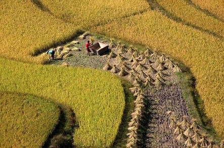 土地流转须有底线 专家称农业不是发财的领域