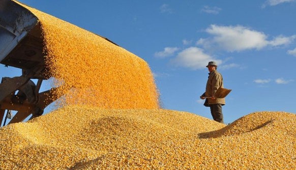 2013年粮食产量12038.7亿斤 再创历史新高