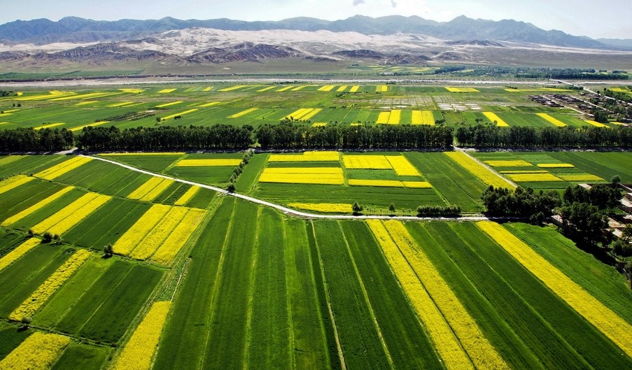 未来中国：谁来种田，怎样种田？