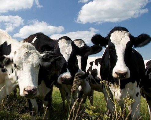 政策转向 我国奶牛养殖重塑方向