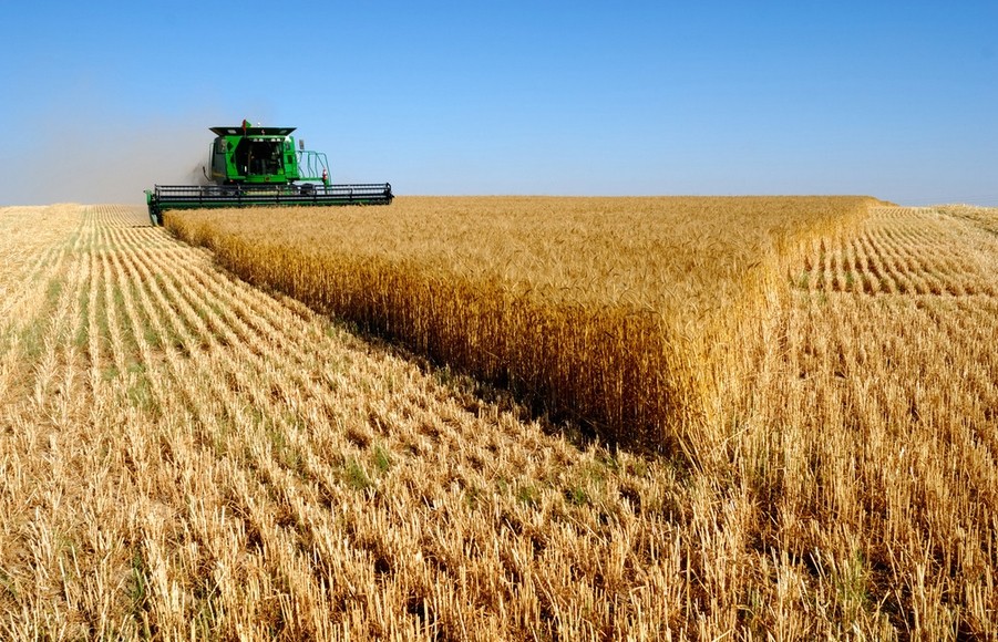 2014年冬小麦播种面积比2013年增加100万亩