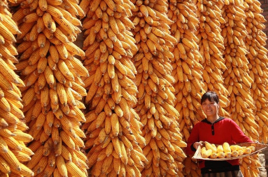 美媒称中国担心玉米进口步大豆“后尘”