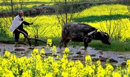 年轻人为什么不愿意留在村里种地