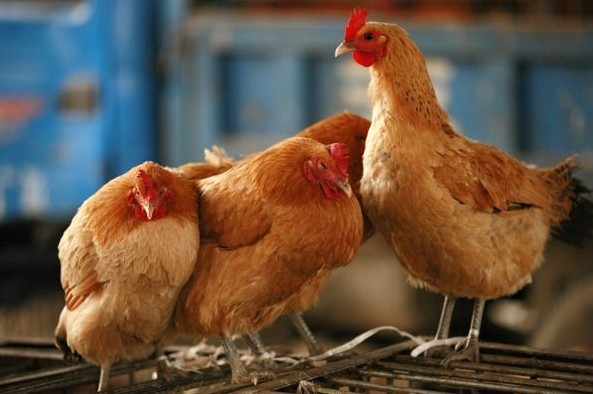 家禽业今年已损200亿 农业部计划根除H7N9