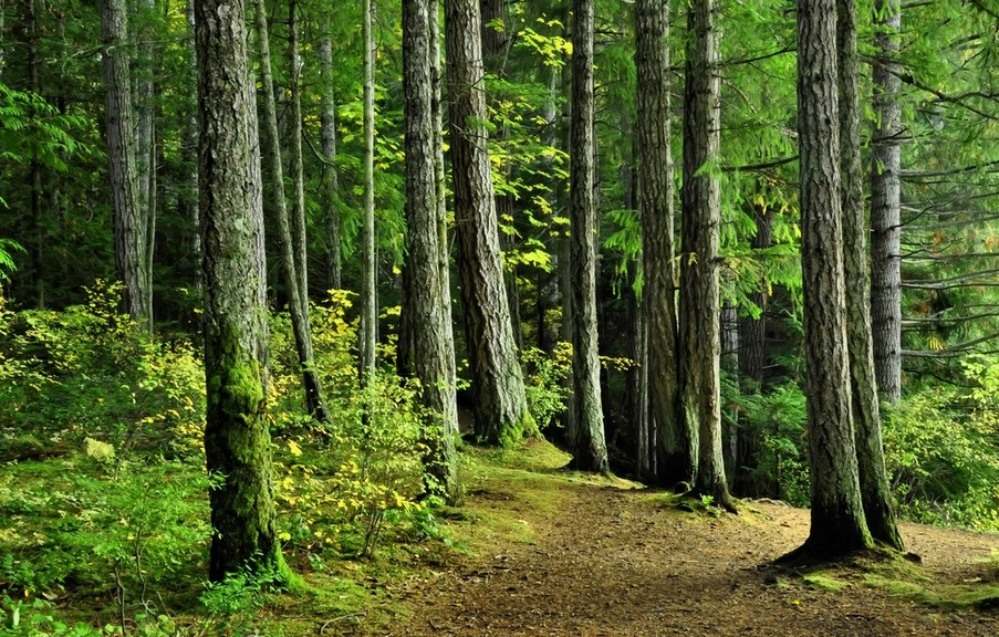 官方划出林地保护红线：保有量不少于46.8亿亩