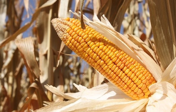 欧盟将批准商用种植转基因玉米遭19国反对