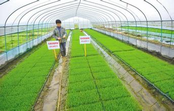 水稻工厂化育秧每亩可节约成本60余元