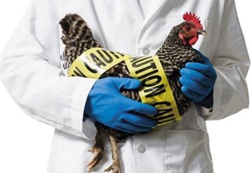 农业部将实施全国家禽H7N9根除计划