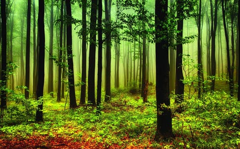 今起启动重点国有林区全面停止商业采伐试点