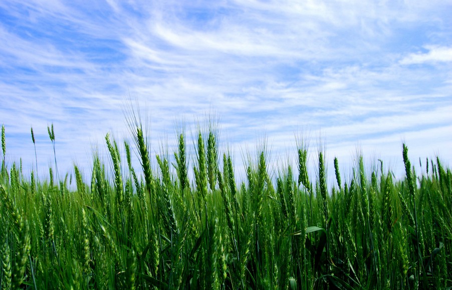 小麦产量形成关键时期面临重大病虫危害