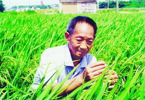 农资企业与经销商应建立示范田操作手册