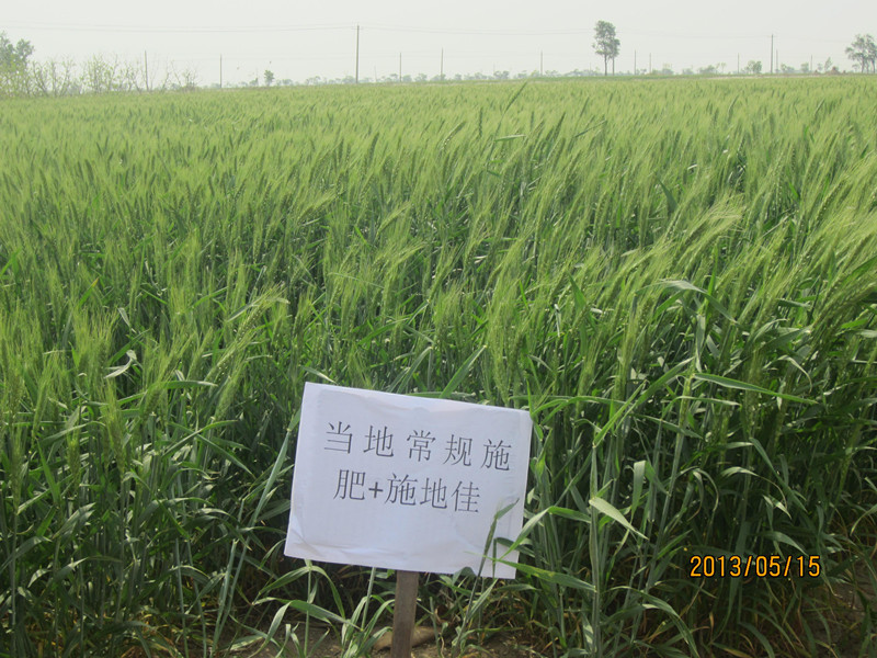 施地佳土壤调理剂在河北沧州麦田试验