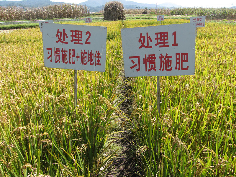 施地佳土壤调理剂在云南龙陵县试验