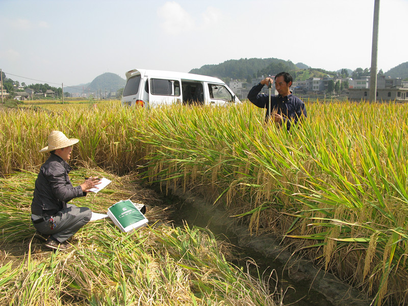 施地佳土壤改良剂在贵州遵义稻田试验