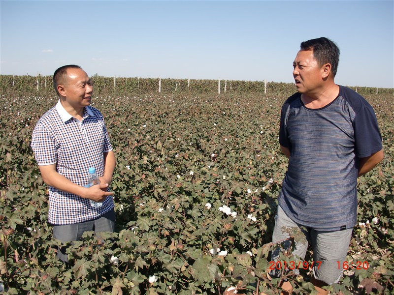施地佳土壤调理剂在新疆兵团农八师棉花试验