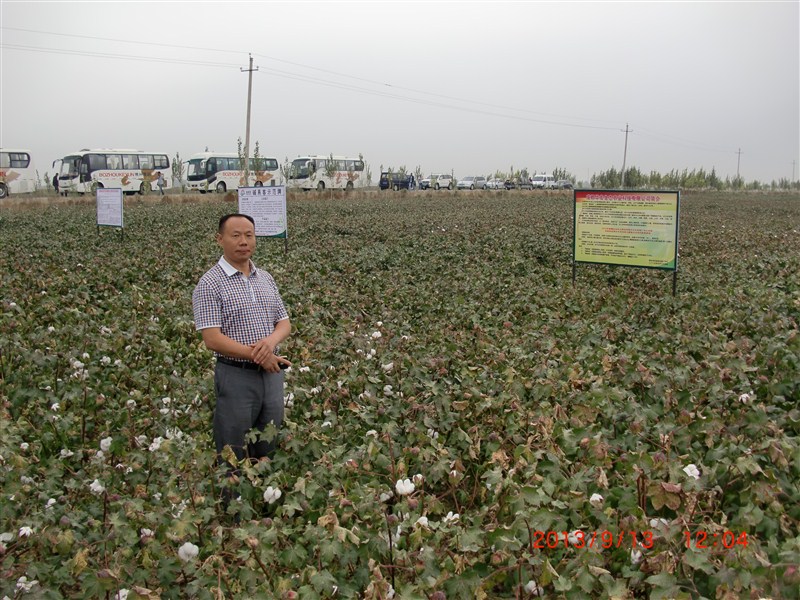 施地佳土壤调理剂在新疆土壤与肥料学会博乐棉花示范区