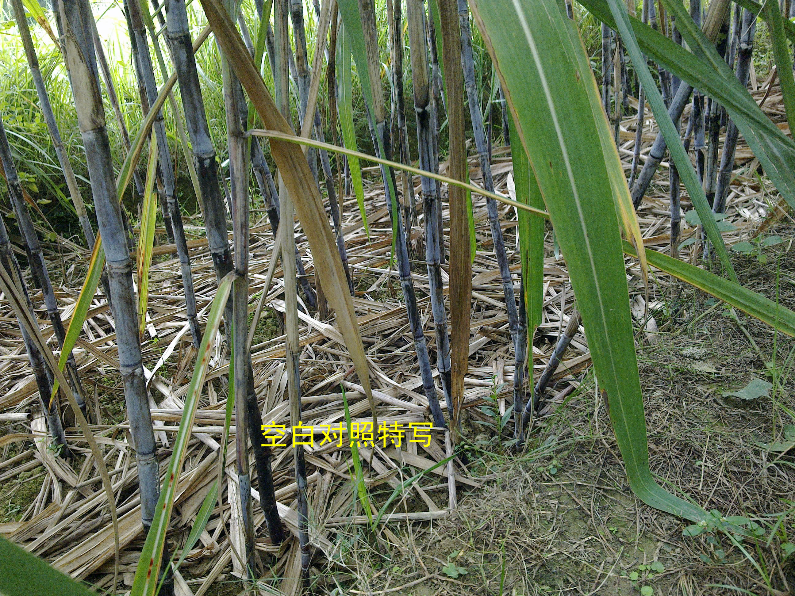 广西金臣科技观点：生物有机肥料分析