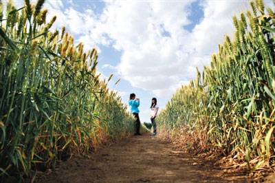 专家：2030年杂交小麦每年或增产150亿公斤