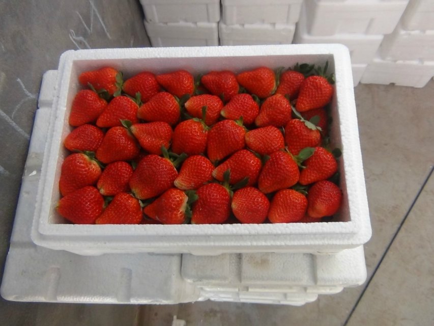 中科明星钾硅钙肥在河北省石家庄辛集市草莓试验