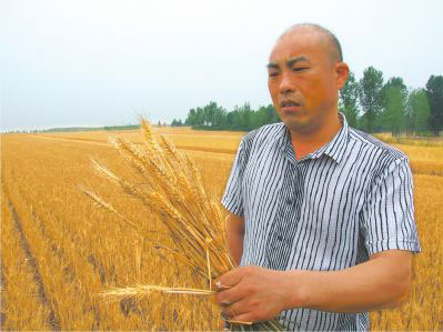 种粮大户1200亩小麦几近绝收 疑是种子问题
