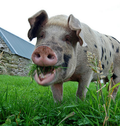 美国农场调查：65.9%猪场存栏量不到25头