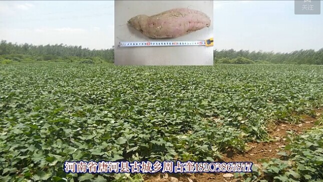试验成果