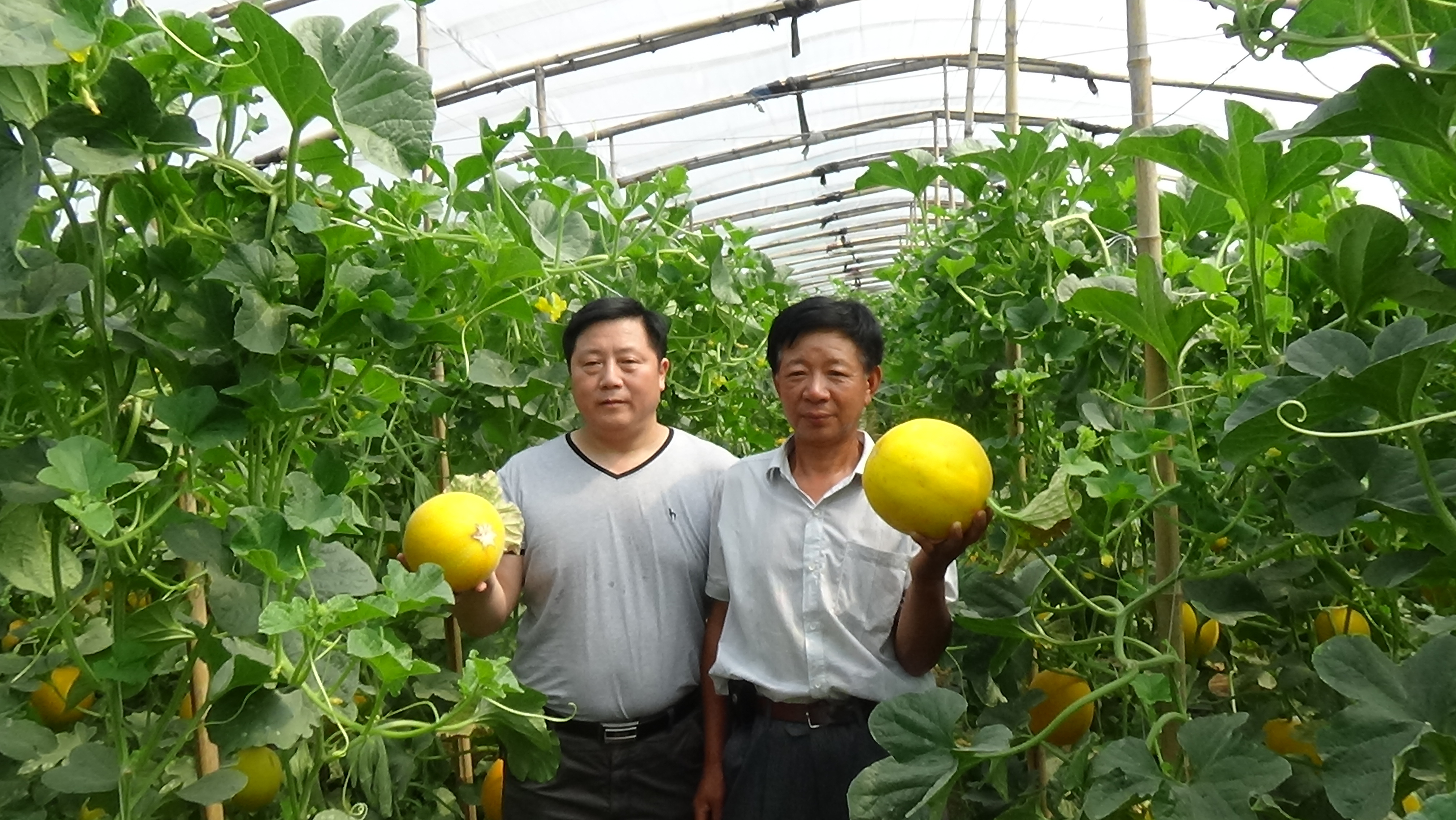 中科明星钾硅钙肥在河北省石家庄市高邑县试验