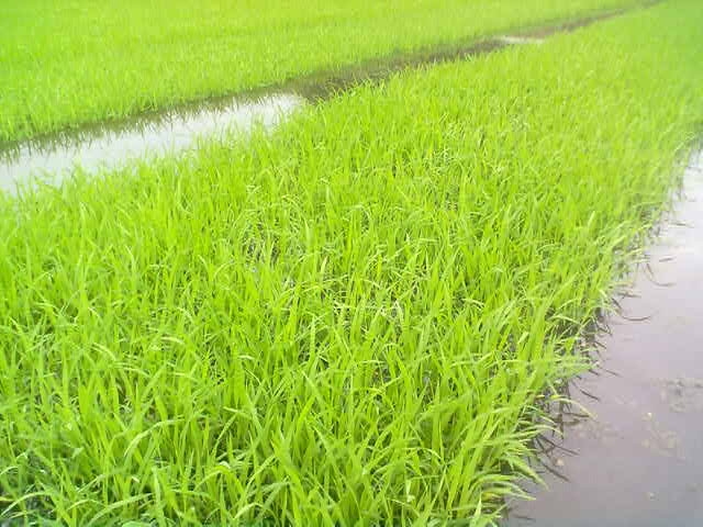 中科明星钾硅钙肥在四川省眉山市东河区多阅镇水稻试验田