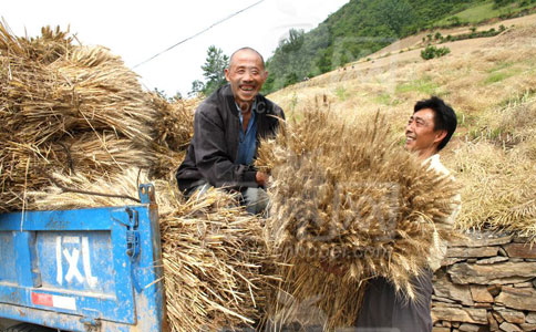 中国夏粮丰收或会降低国际粮价的成本