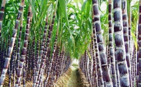 假药肥使广西数千亩甘蔗减产或绝收