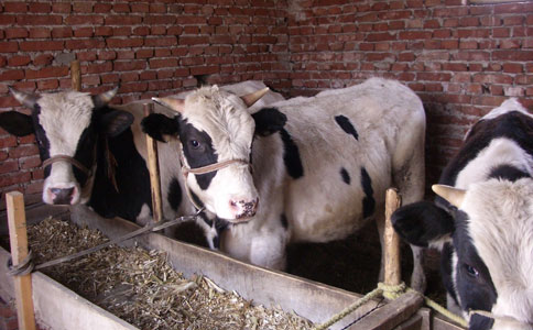 农业部：用“农民田间学校”教学模式打造一流奶源