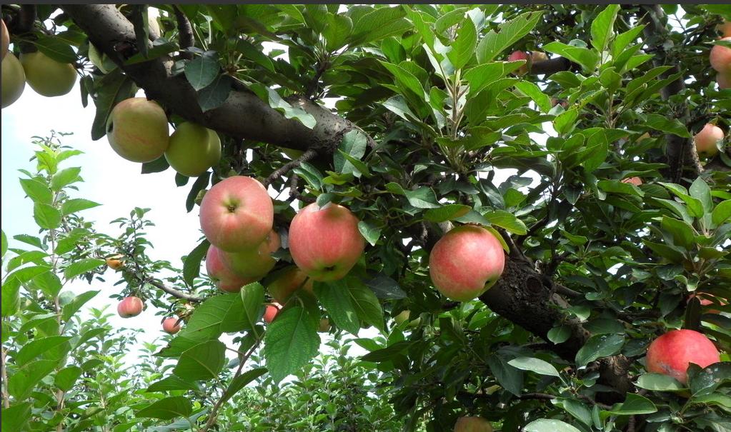 山西奥德福生物提醒：基肥施早点,效果不一般