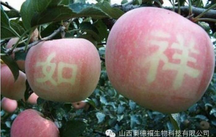 山西奥德福生物提醒果农《果树巧施基肥是金、“盲”施是害》