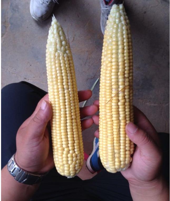 多鼔粒™在玉米上的增产表现日益突出