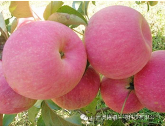 秋施基肥就用海金刚