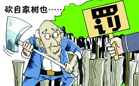 农民无证采伐砍自家树 涉嫌滥伐林木罪