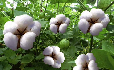 今年全国棉花种植面积预计比去年下降8.7%