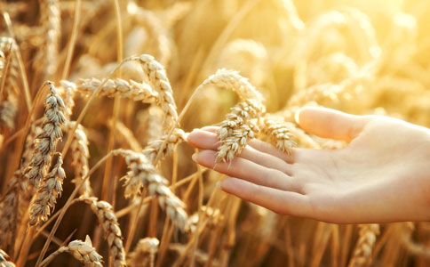小麦总产和单产的增幅创8年最高 实现11连增