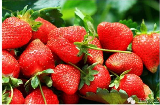 蓝戈系列草莓营养栽培中应用案例