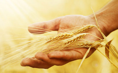 美国再现未经批准种植的转基因小麦