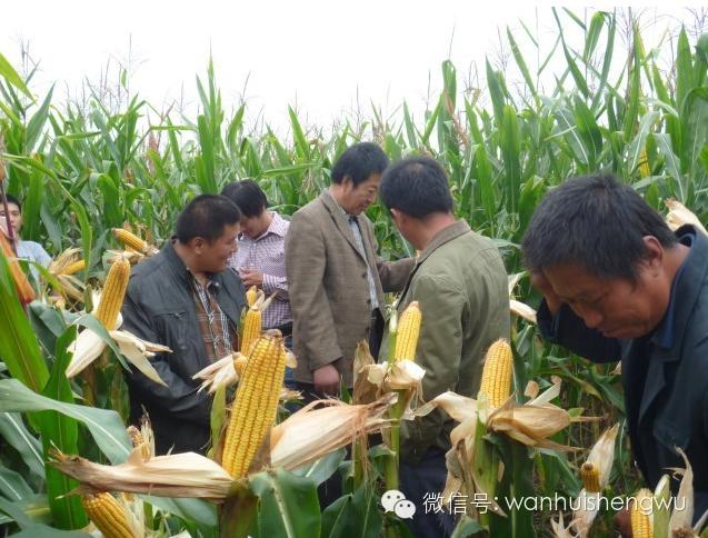  邯郸万惠生物科技农作物高产水溶制剂﹣多鼔粒™观摩展示会