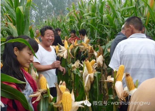  邯郸万惠生物科技农作物高产水溶制剂﹣多鼔粒™观摩展示会